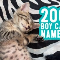 Boy Cat Names: 200 Names + Naming Tips