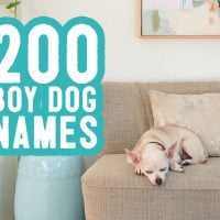 Boy Dog Names: 200 Names + Naming Tips