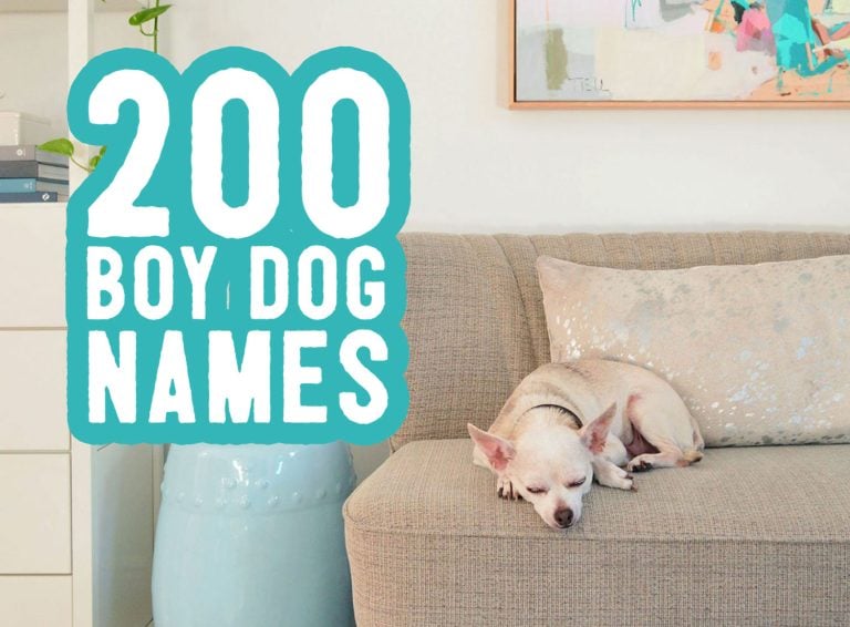 Title Card of 200 Boy Dog Names With Chihuahua Sleeping On Sofa