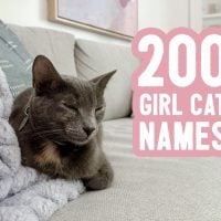 Girl Cat Names: 200 Ideas + Naming Tips