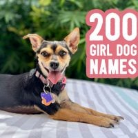 Girl Dog Names: 200 Ideas + Naming Tips