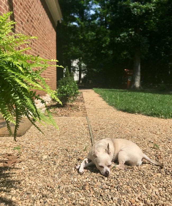 Backyard Update Patio Burger On Aggregate