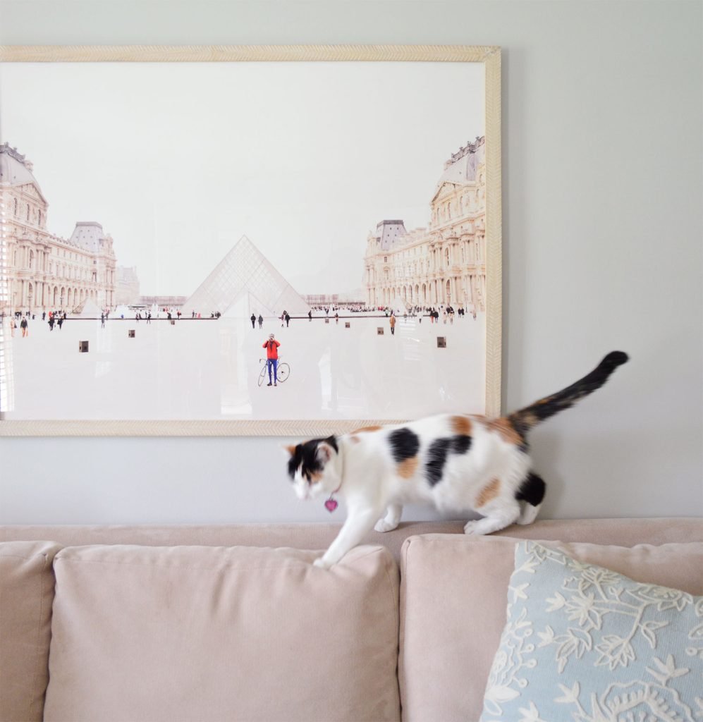 Cat Walking Along The Back of A Sofa