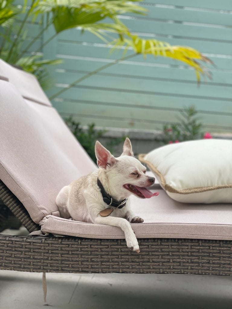 Boy dog chihuahua sitting on pool lounger under palm tree