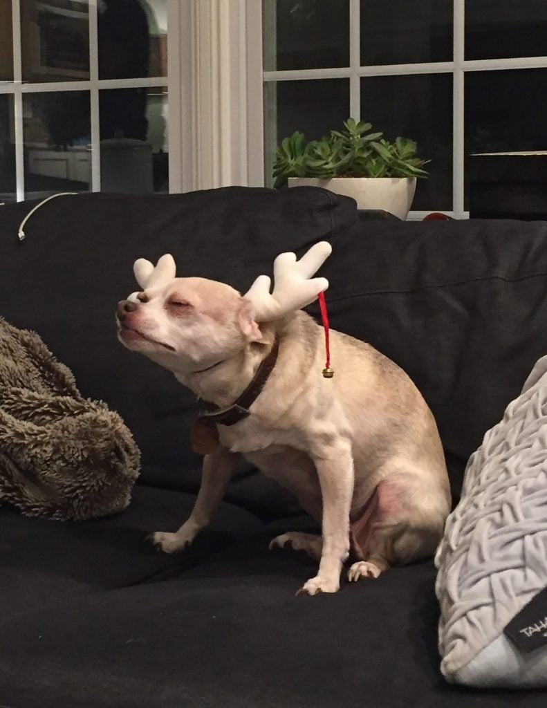 Boy dog chihuahua dressed in reindeer antlers for christmas
