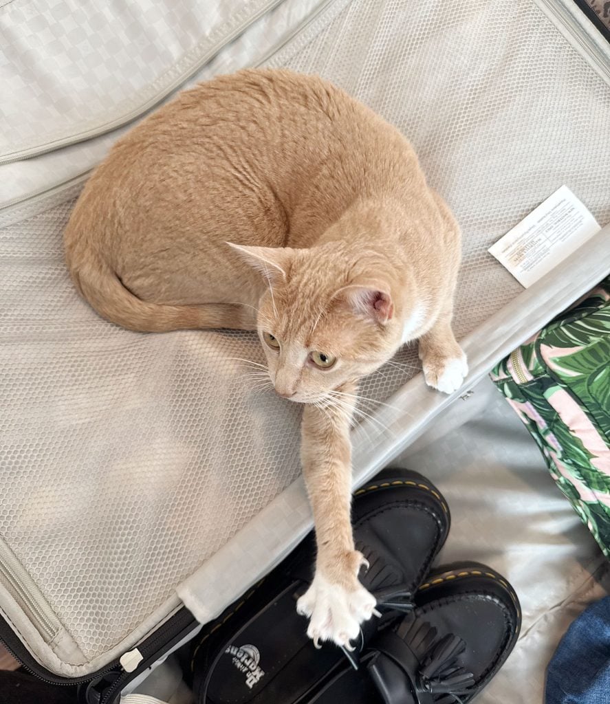 Orange Boy Cat Stretching On Suitcase