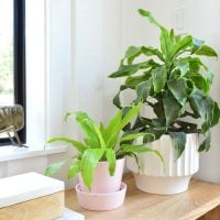 Corn Plant – Care Guide