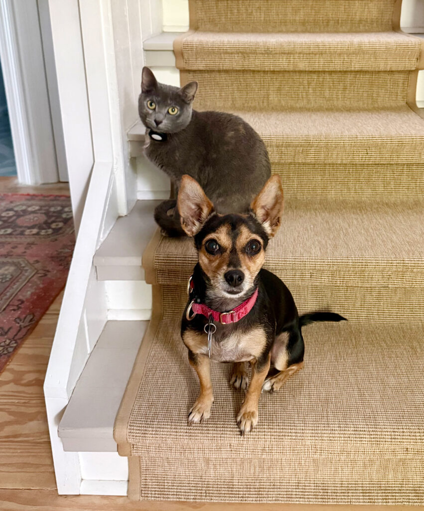 Gray cat and chihuahua mix dog next to each other on steps