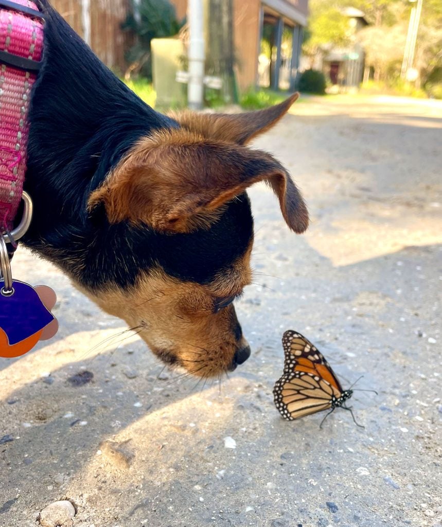 Small Girl Dog Penny Sniffing Monarch Butterfly