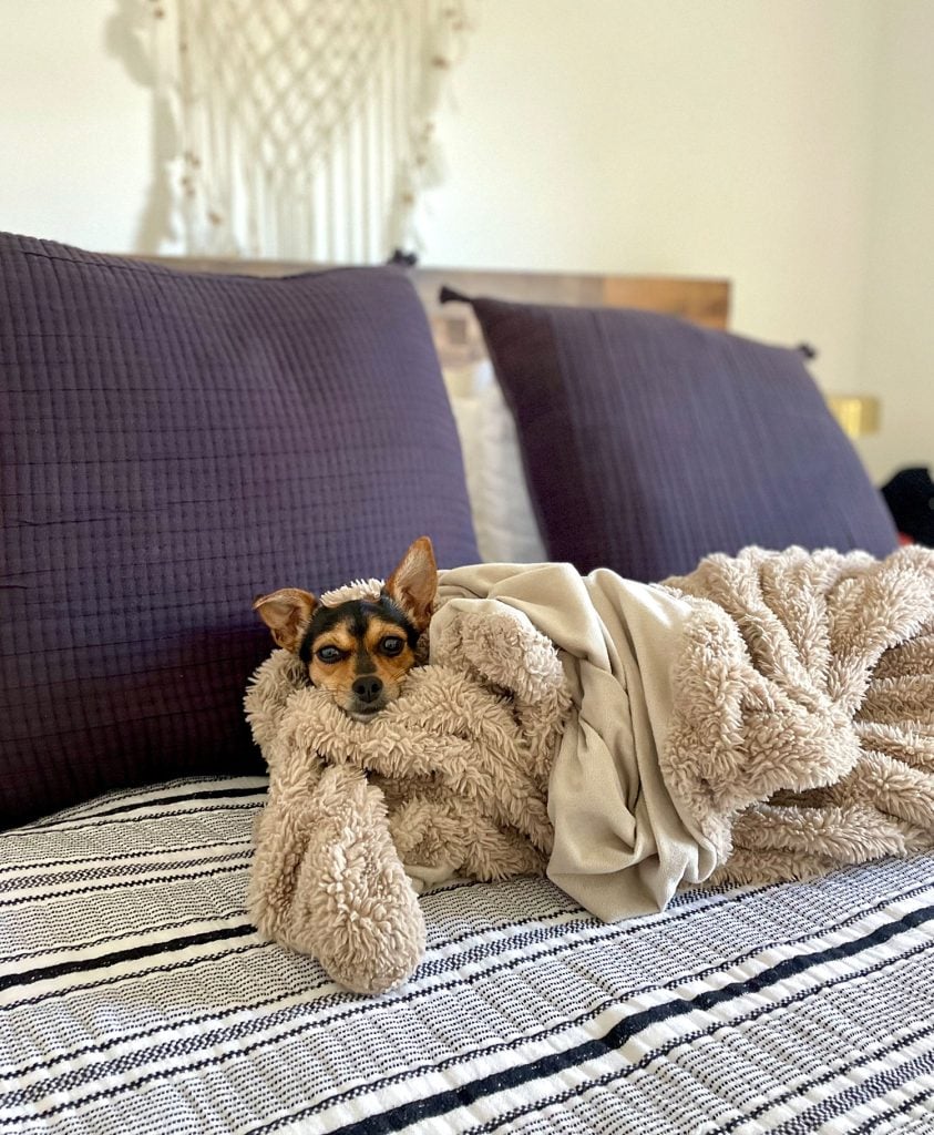 Penny Chihuahua Dog Wrapped In Blanket On Bed