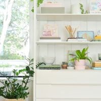 Best Air Purifying Plants