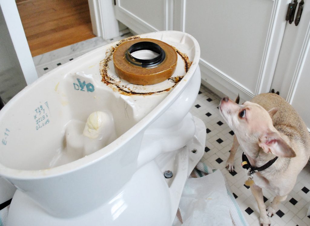 New Wax Ring On Bottom Of Toilet Bowl For Installation With Dog Sniffing