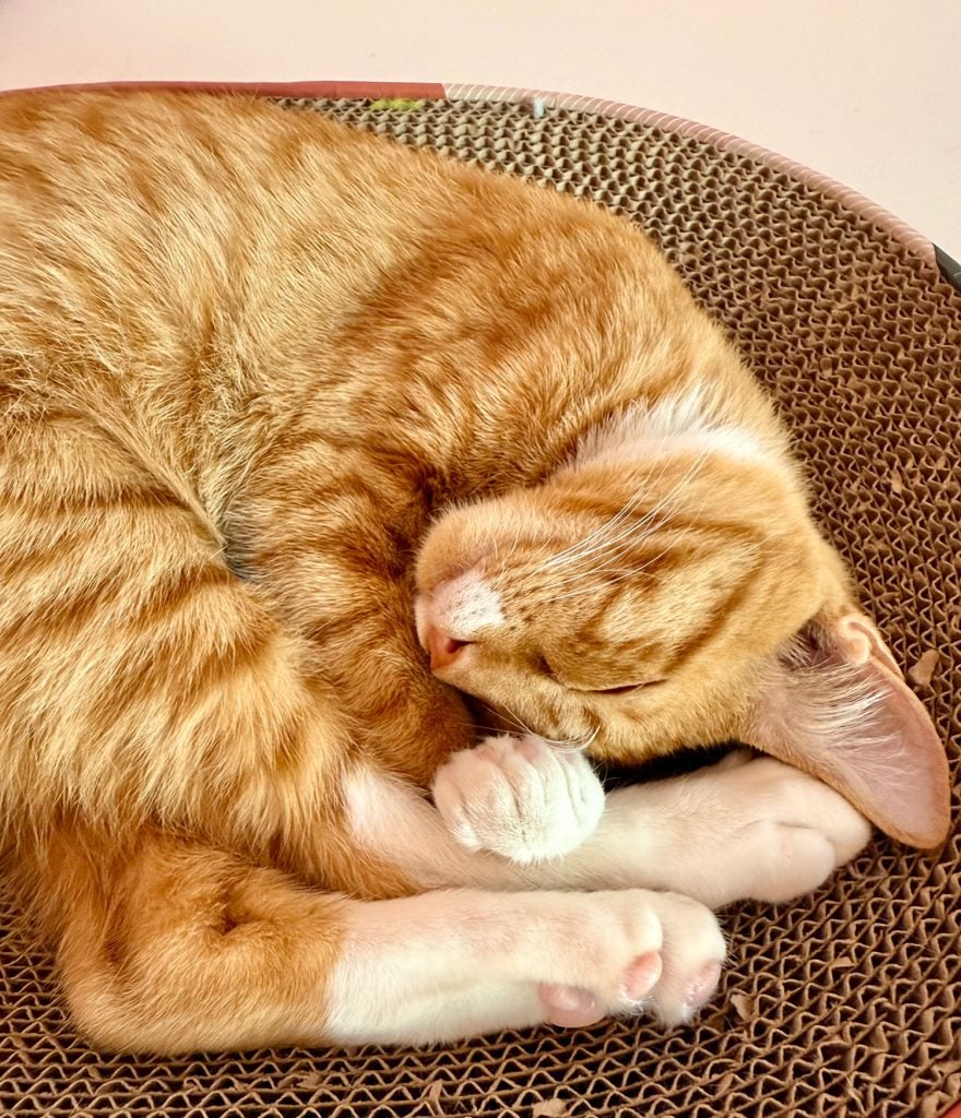 Orange Cat Curled On Scratching Post