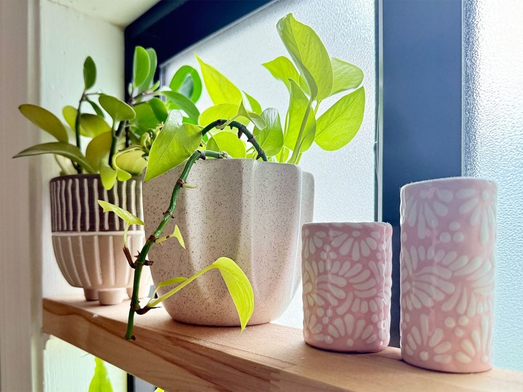 After Photo of Pothos Plant With New Growth From Keiki Paste