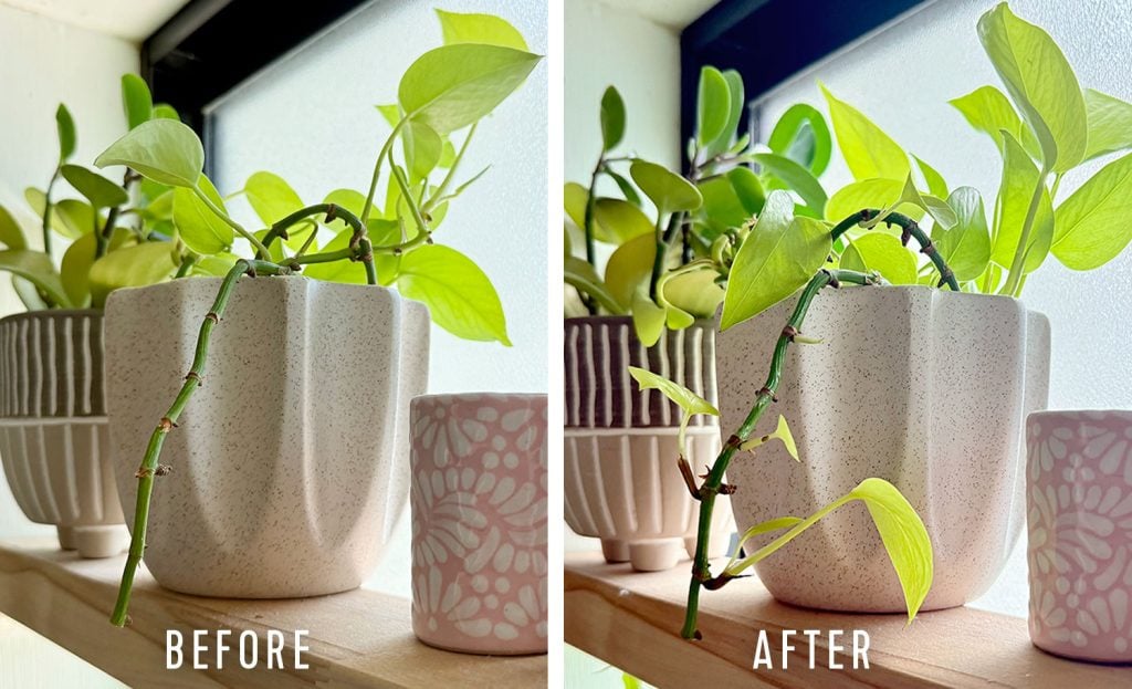Before And After Side by Side of Pothos Vine Treated With Keiki Paste