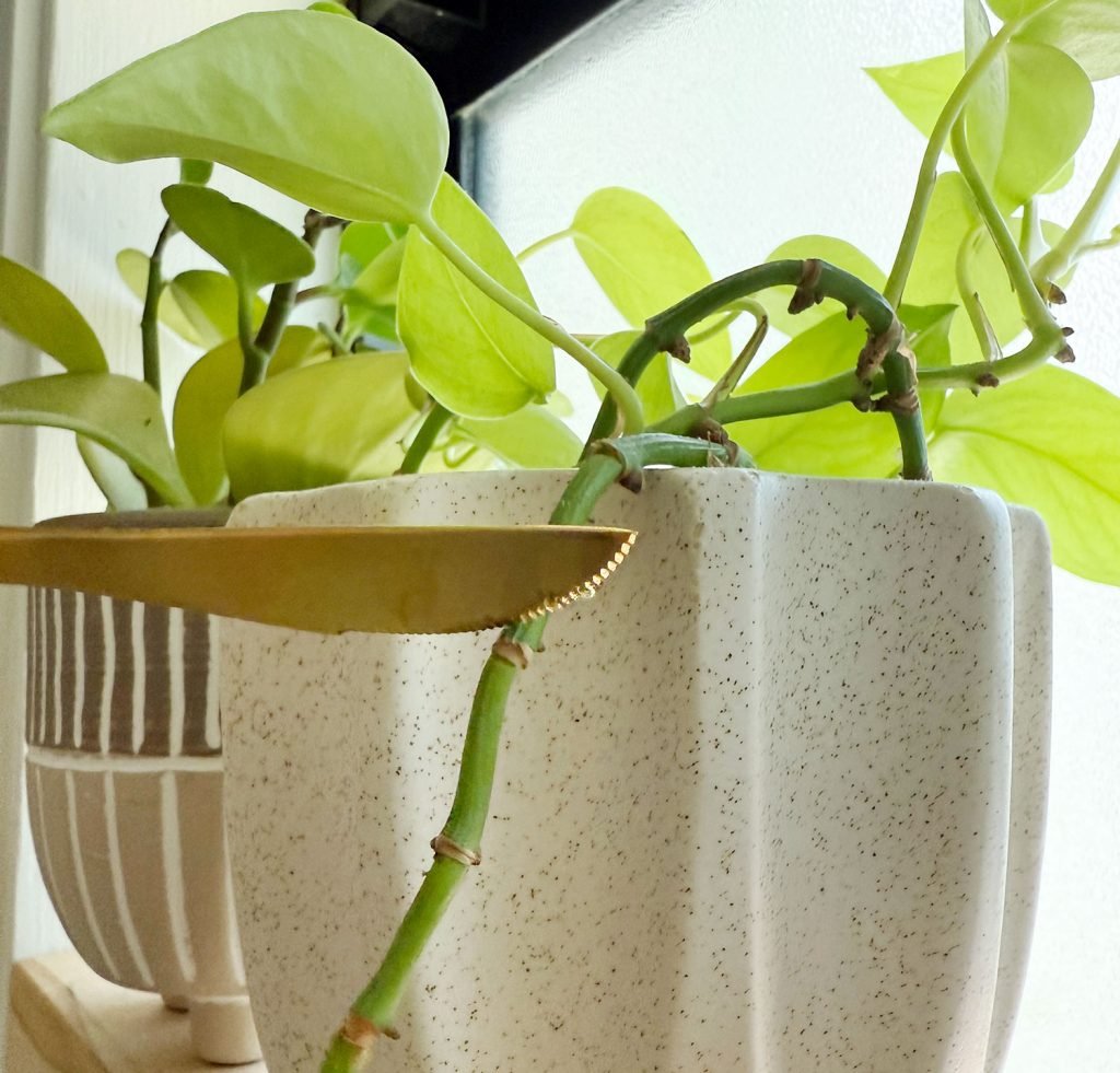 Scoring Pothos Plant Node With Kitchen Knife Before Applying Keiki Paste