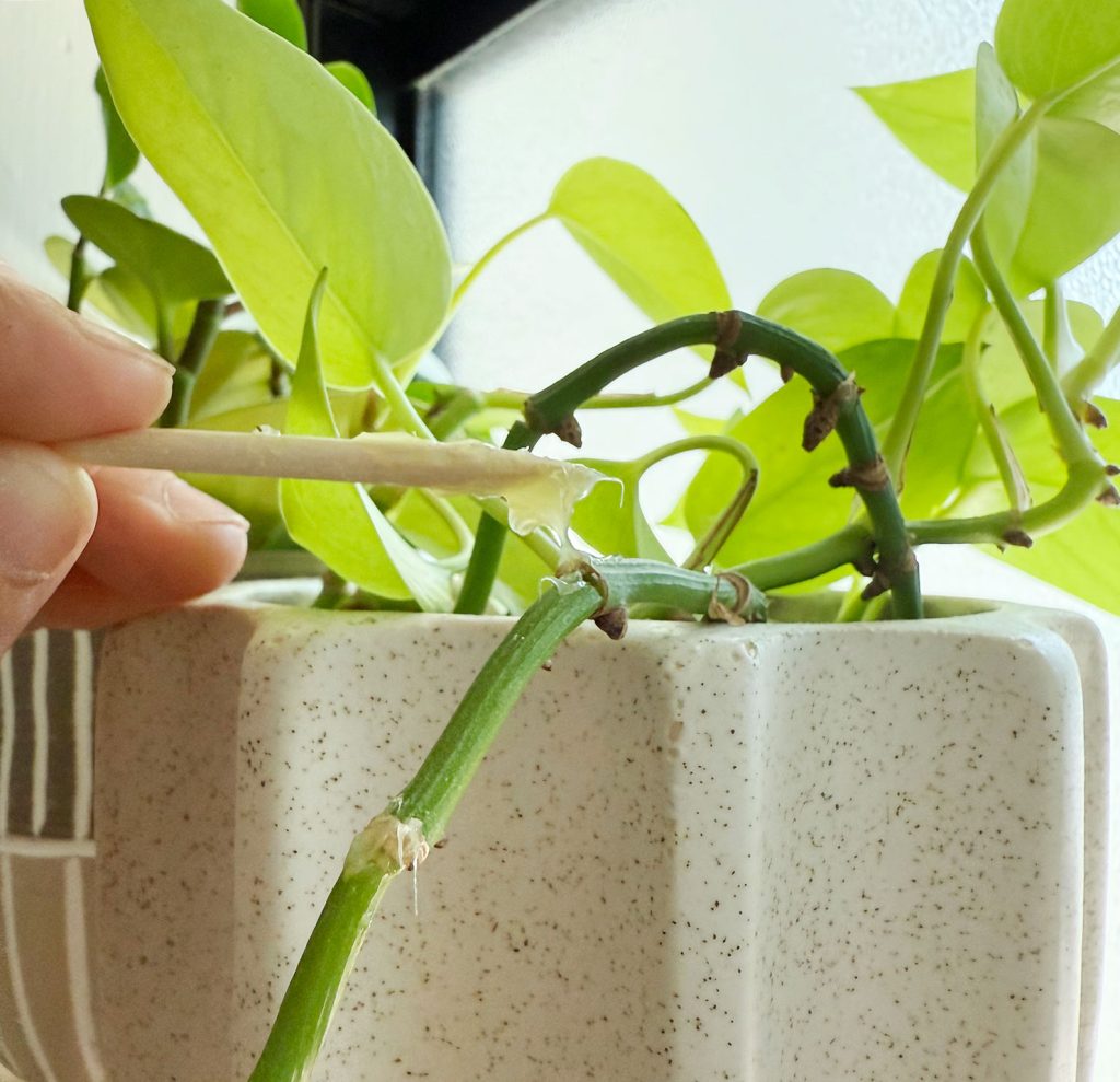 Applying Small Dab of Keiki Paste With Toothpick to Pothos Node