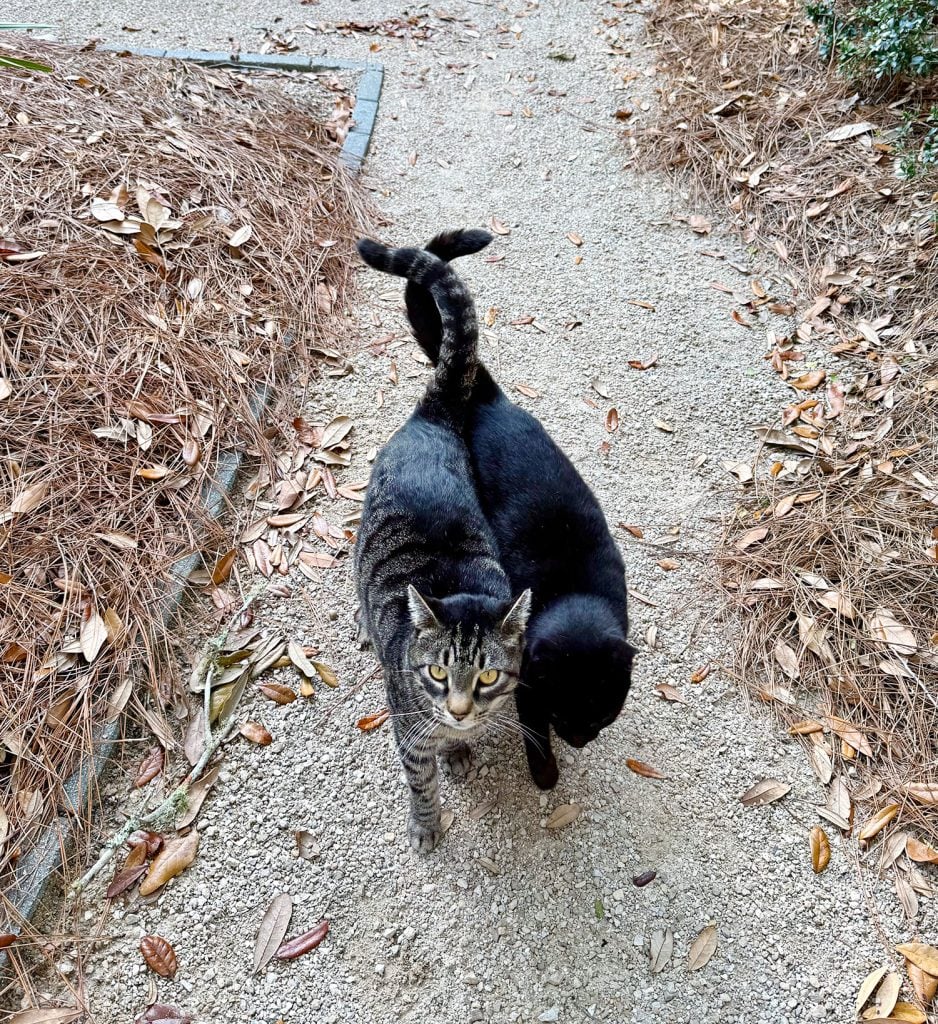 Two Boy Cats Walking With Tails Entwined